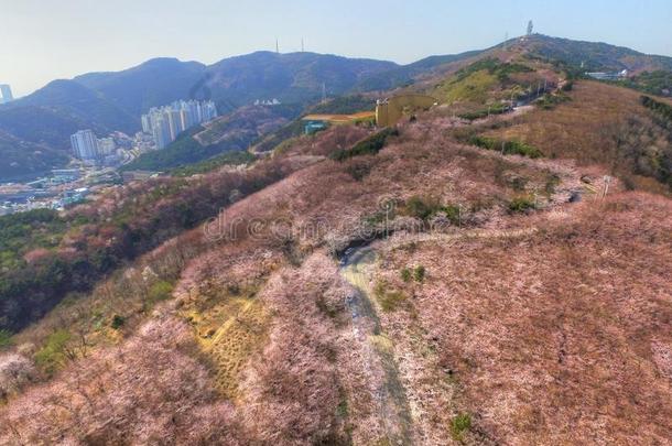 樱桃花春季关于古米龙山山,釜山,南方侯尔