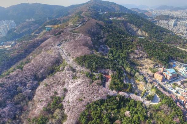 樱桃花春季关于古米龙山山,釜山,南方侯尔