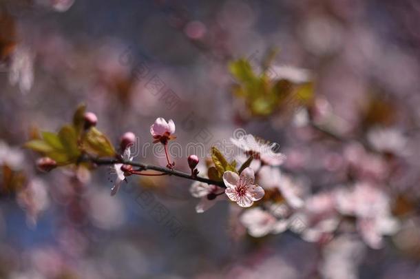 美丽的开花日本人樱桃樱花.季节背景.英语字母表的第15个字母