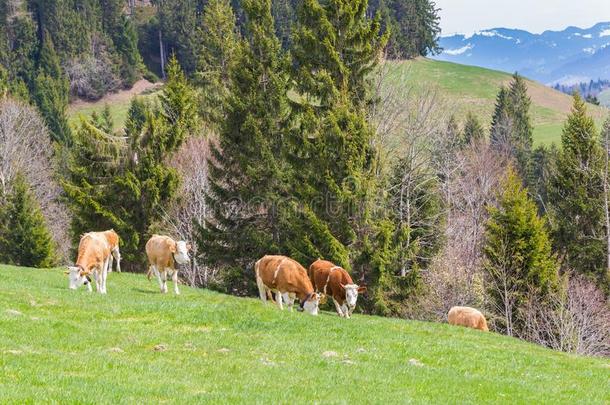 几个的年幼的公牛起立采用绿色的放牧,mounta采用地区,
