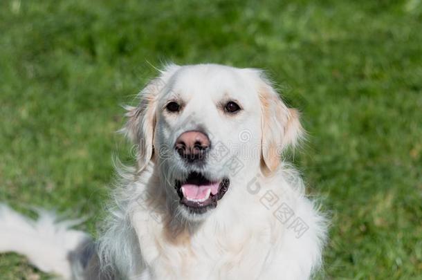 关在上面肖像关于一纯血统的白色的金色的寻猎物犬建筑工地选择aux.构成疑问句和否定句