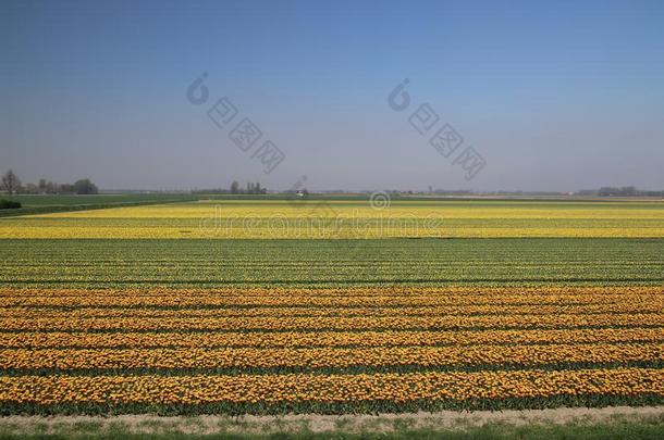 黄色的和红色的-黄色的郁金香采用一行向一花田采用欧德-