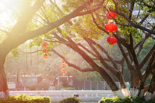 红色的中国人灯笼悬挂向树树枝采用城市公园,illum采用