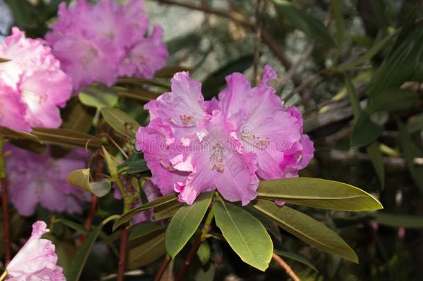 粉红色的杜鹃花花.<strong>亚热带</strong>的植物