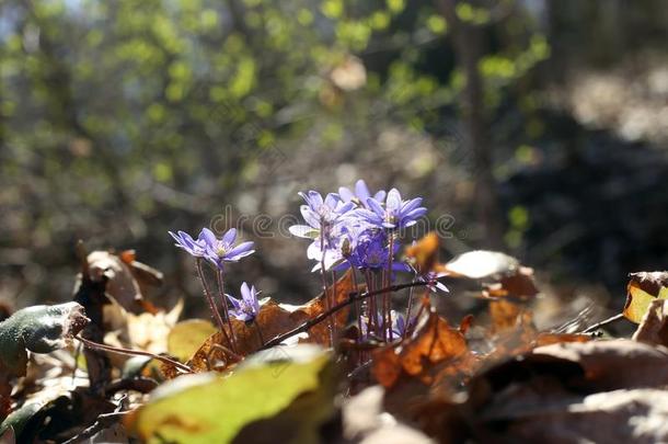 第一春季<strong>花</strong>银莲<strong>花</strong>地钱属的植物.