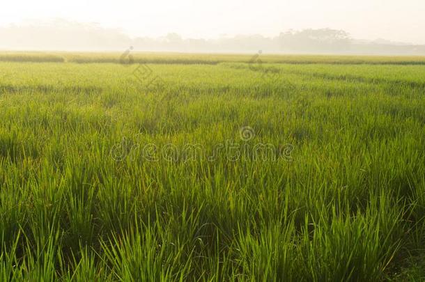 一绿色的黄色的稻田向pekal向ganind向esia