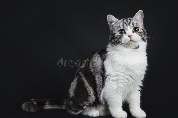 值得崇拜的黑的银斑点的年幼的不列颠的短毛猫猫和