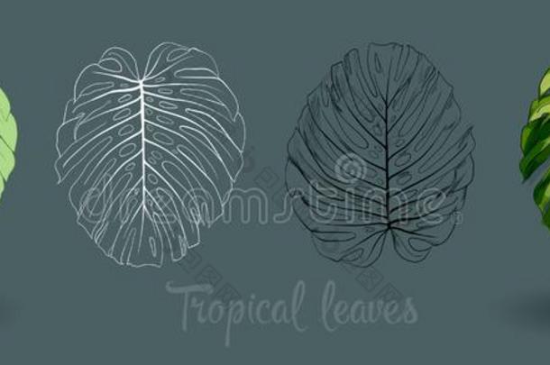 矢量异国的热带的树叶,丛林植物的叶子放置隔离的向where哪里