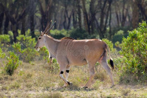 指已提到的人普通的非洲旋角大羚羊牛磺酸羚羊采用非洲无树大草原自然
