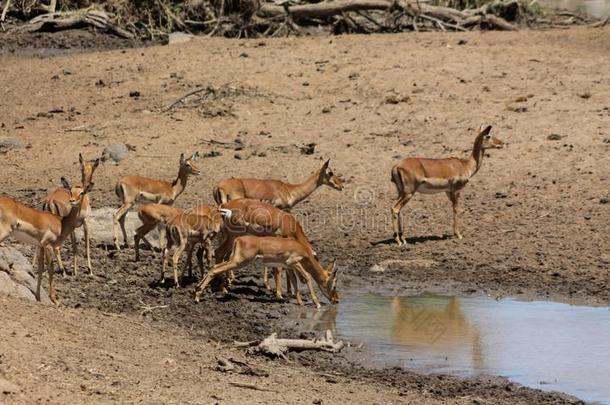 跳羚羚羊采用非洲无树大草原野生的自然在近处水苏