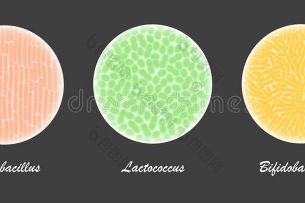 前生命期的细菌文化在下面一显微镜