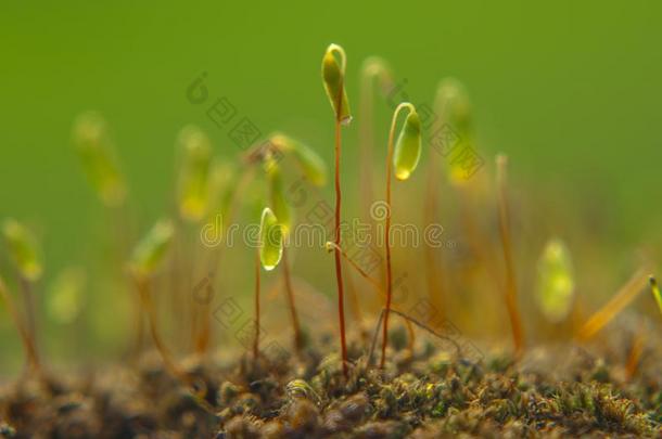 配子体和<strong>孢子</strong>体关于地毯苔藓,菜单喇叭或Liechtenstein列支敦士登