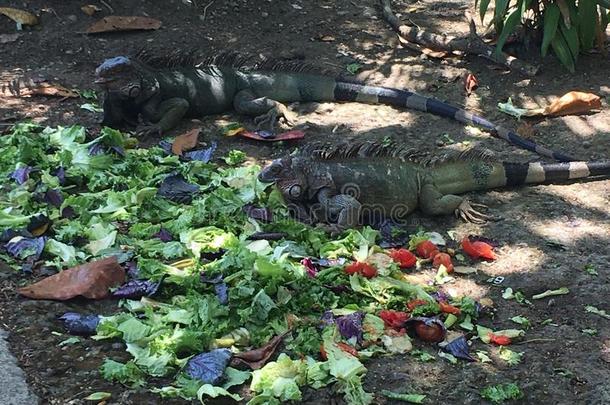 鬣鳞蜥分配午餐