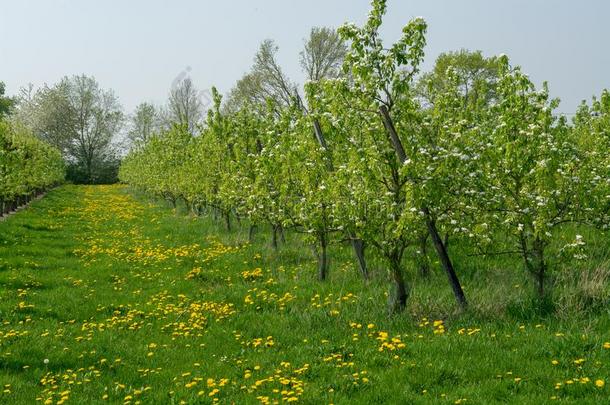 <strong>梨树花</strong>,春季季节采用成果果园采用哈斯彭古