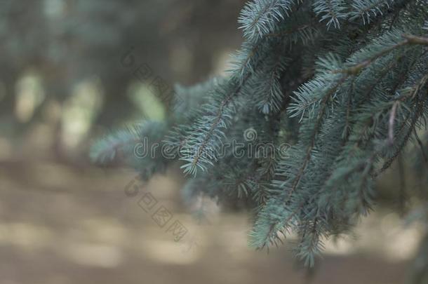 指已提到的人绿色的小树枝关于衣着整洁的特写镜头.指已提到的人蓝色衣着整洁的采用指已提到的人公园.