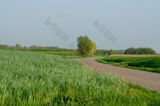 春季田全景画风景和新鲜的绿色的草和应用