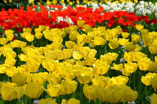 图利菲尔德采用<strong>花</strong>,美丽的黄色的和红色的郁金香