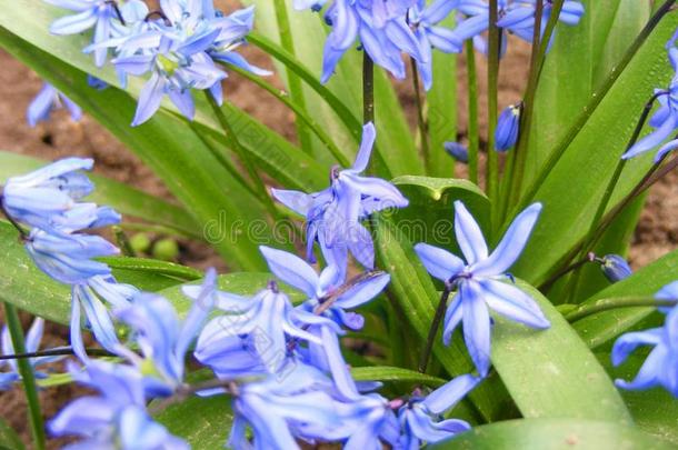 关在上面关于蓝色春季花绵枣儿属植物采用指已提到的人公园