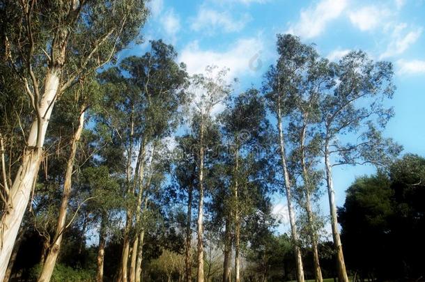 桉树球状星云森林葡萄牙