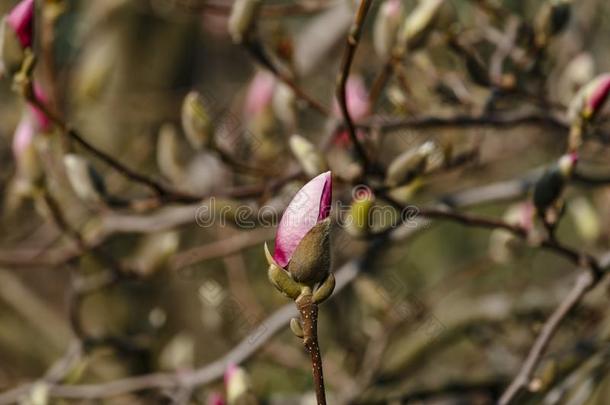 美丽的春季花为木兰树粉红色的花