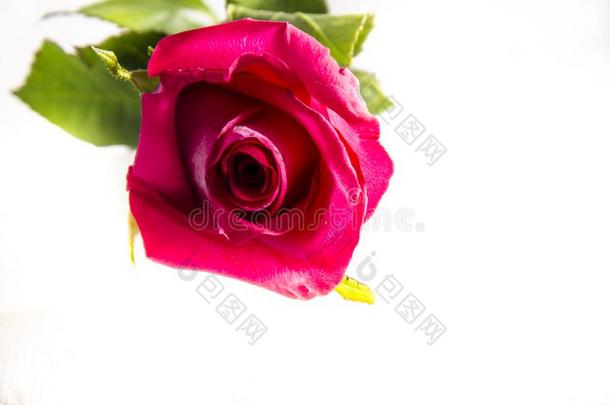 指已提到的人最好的粉红色的玫瑰和det.一些绿色的