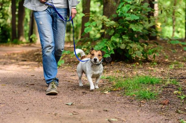 男人和狗向松的拴猎狗的皮带徒步旅行在森林在旁边footp在h