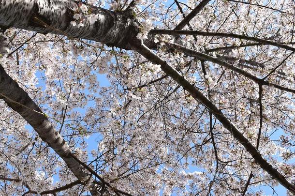 特写镜头关于美丽的白色的樱桃花为拍照从贝尔