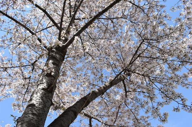 特写镜头关于美丽的白色的樱桃花为拍照从贝尔