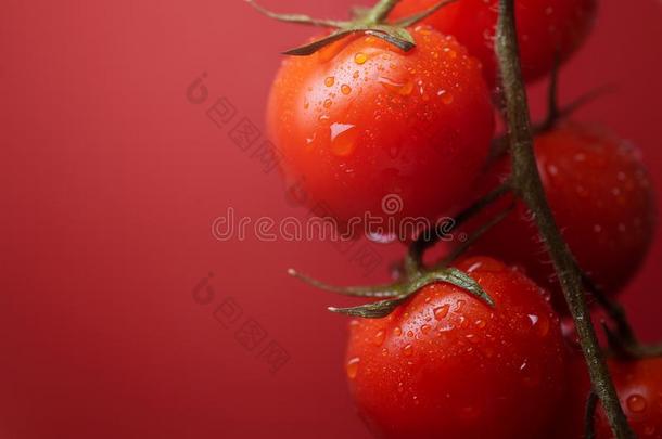 美味的红色的严格的素食主义者樱桃番茄向指已提到的人灌木和红色的背景