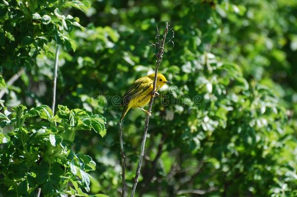 金翅雀起立采用一葱翠的绿色的灌木