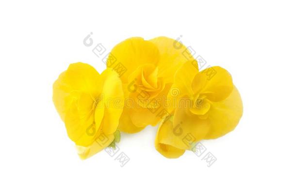 黄色的秋海棠属的植物花花科塞普