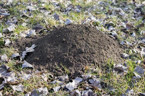 鼹鼠丘向早的春季草地,c向ical土堆关于松的泥土拉埃