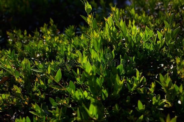 胡枝子千金藤属(Cyrtobotrya),绿色的美好灌木同样地自然的背景