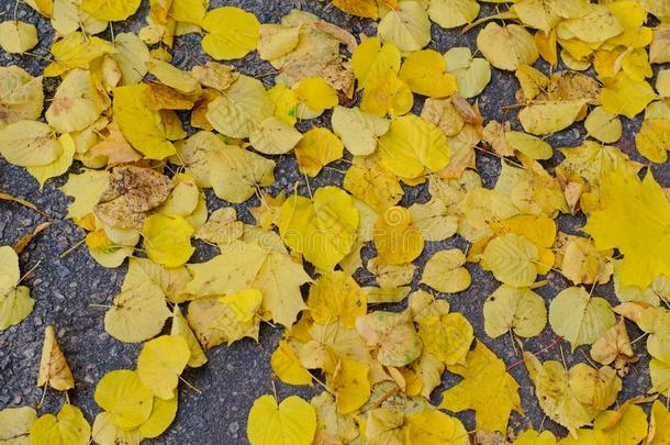 腐烂的秋植物的叶子向指已提到的人地面