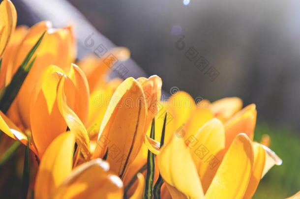 黄色的番红花属第一春季花