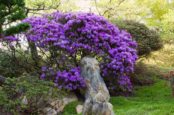 杜鹃花花