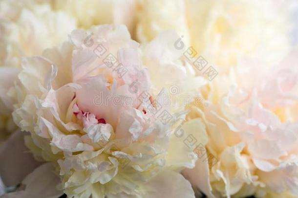 美丽的花,牡丹.花束关于粉红色的牡丹背景.