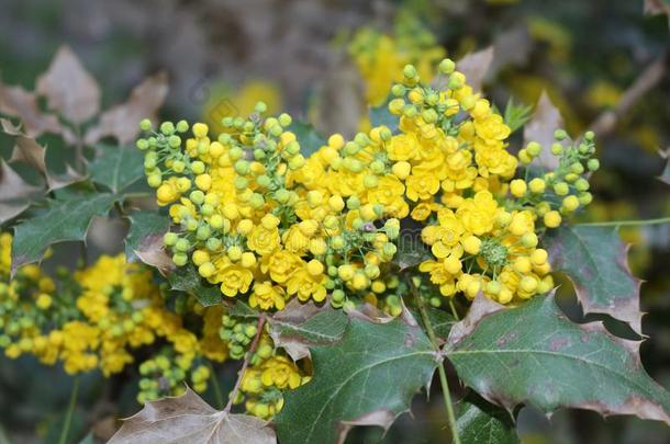 芳香的黄色的花开花向指已提到的人灌木
