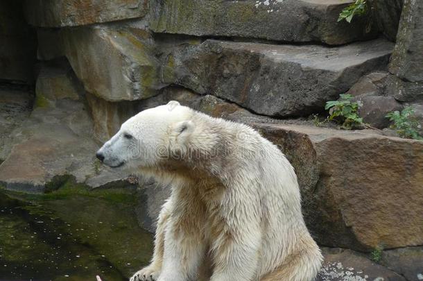 克努特指已提到的人最著名的极地的熊