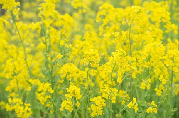 黄色的加拿大<strong>油菜花田</strong>,满的盛开的.