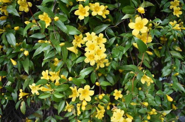 黄色的茉莉藤本植物采用东最高甲板舱