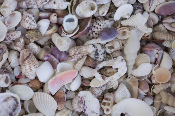 一多样关于贝壳.软体动物富有色彩的壳.海中软体动物的壳文本