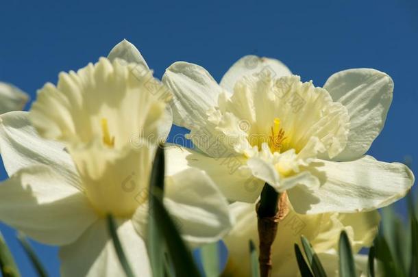盛开的春季花黄水仙采用早的春季花园