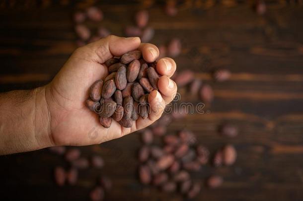 可可豆采用手向老的自然的木制的背景