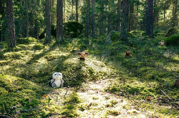 一充满的猫头鹰,大角麋,熊和浣熊采用一绿色的舒适的森林