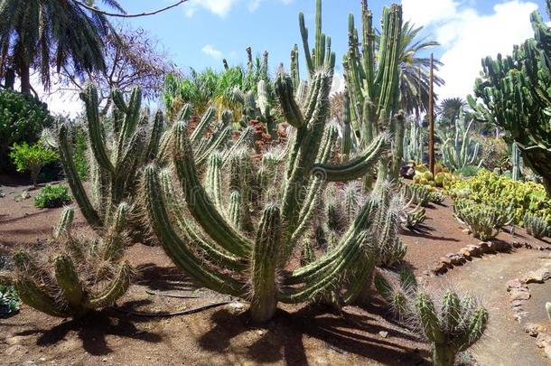 仙人掌采用植物学的花园采用富埃特文图拉岛岛