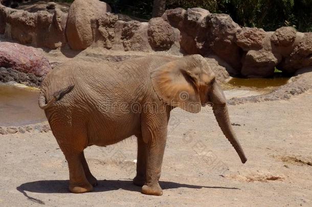 象采用富埃特文图拉岛岛动物园