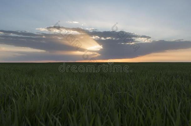 风景关于绿色的小麦田在下面风景优美的日落或日出.