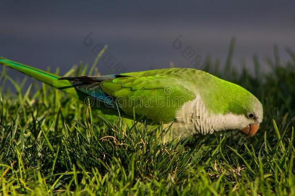 小的绿色的鹦鹉向指已提到的人绿色的草
