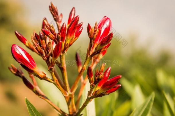 芽骨红色的花